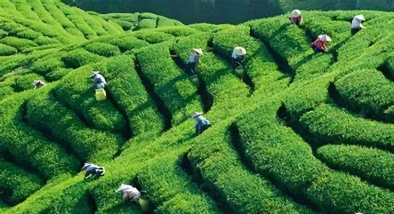 Pu-erh tea has a shelf life (Pu-erh tea has a shelf life?)