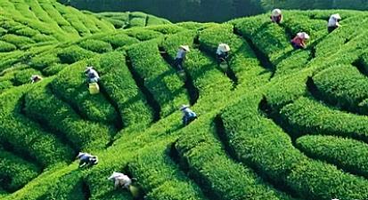 Pu-erh tea has a shelf life (Pu-erh tea has a shelf life?)