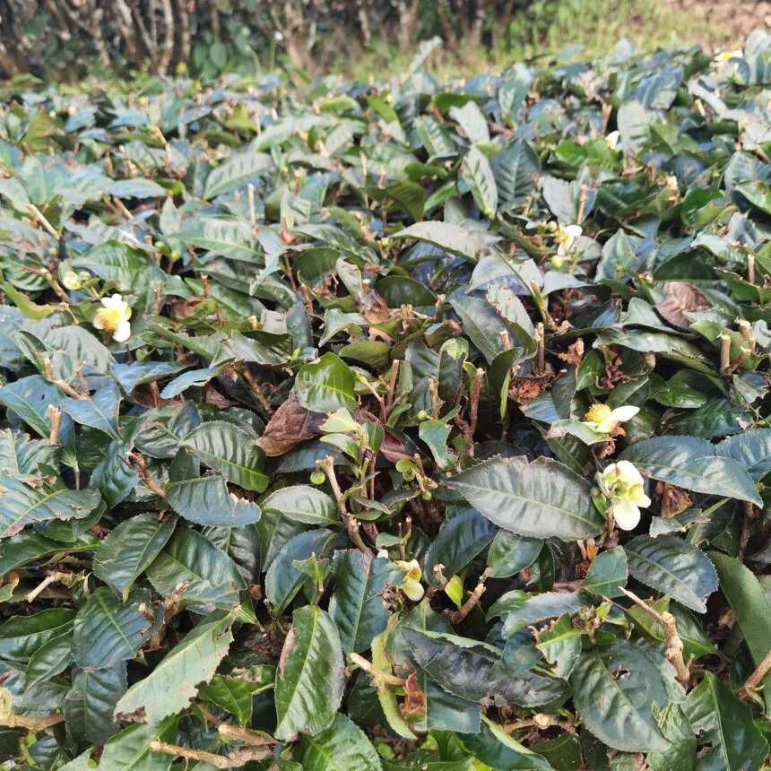 有机普洱VS普通普洱有何区别