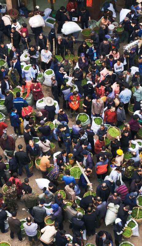 Are China's teas doomed?