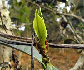 独有神韵的澜沧景迈古树茶