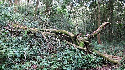 Сайт о чае: Мэнхаи-Пада-Гу - чайная область CHAPTER Guangshu Tea