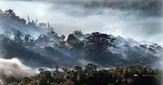 How to choose Puer tea from Yunnan mountain tea? ( Characteristics of Yunnan mountain tea in Puer)