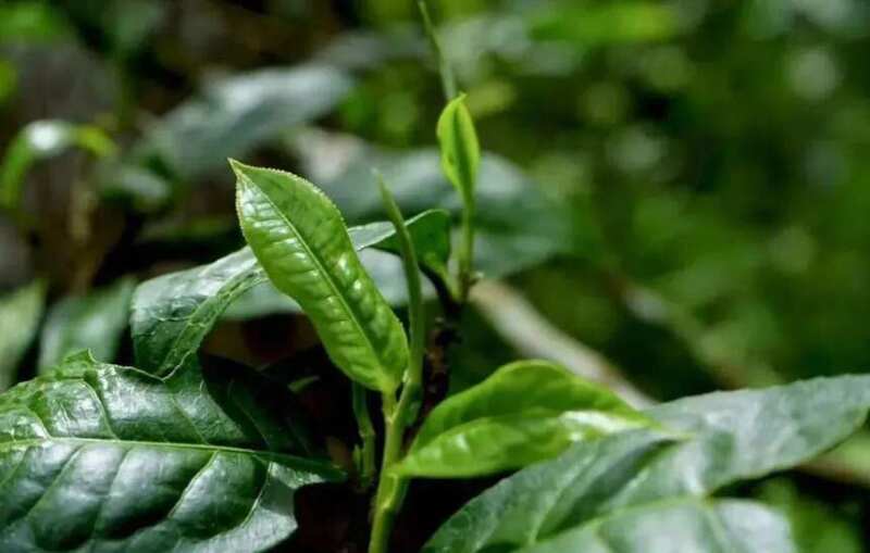 一韵越千年，揭秘古茶树的价值及存在意义