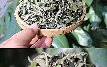 What is Yunnan Baiyao (White tea)?
