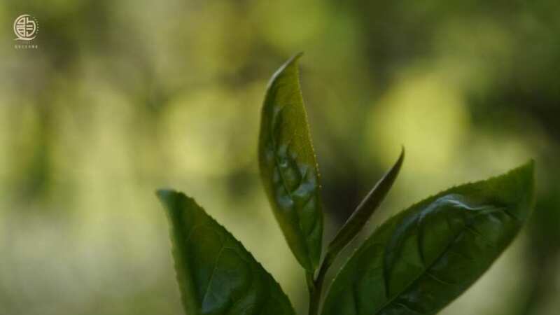 喝茶根本就不健康？中国人十大不良饮食习惯就有两个与茶相关！