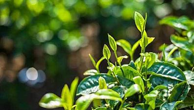 What's the difference between processing fragrance and variety fragrance of Pu'er tea?