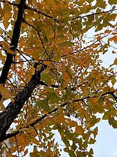 Which teas are best for autumn and winter?