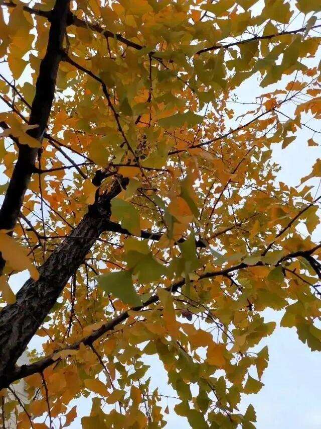 Which teas are best for autumn and winter?