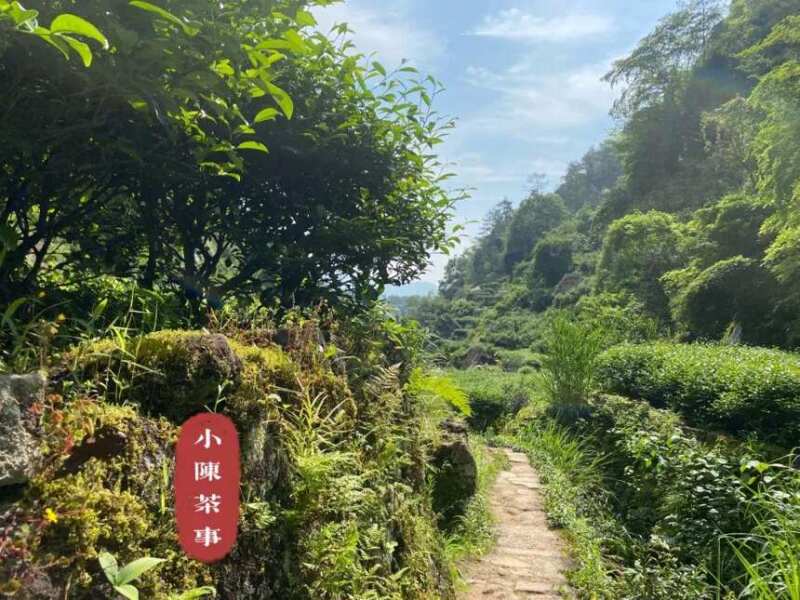 Chrysanthemum and jasmine are too fragrant to be able to reveal the original taste of rock tea?