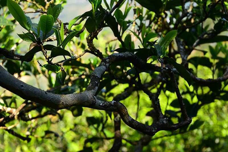 Why do Jiangsu and Zhejiang love Iceland, Guangdong and Guangxi love Benbang, and Taiwan loves Yanfu?