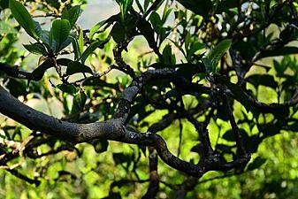 Why do Jiangsu and Zhejiang love Iceland, Guangdong and Guangxi love Benbang, and Taiwan loves Yanfu?