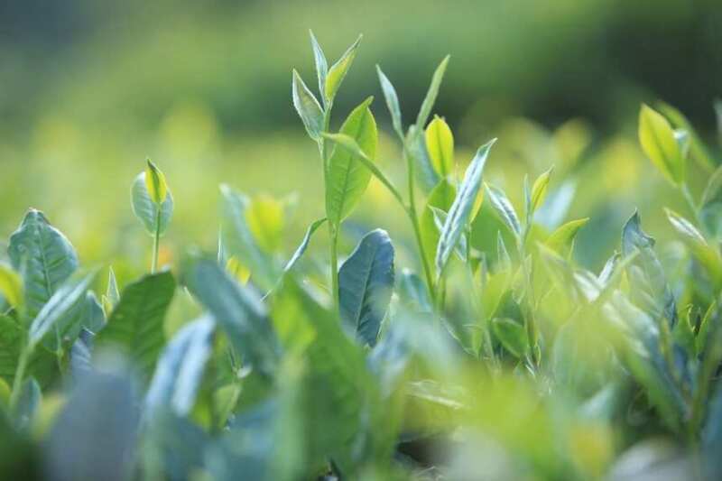 Год отгадал всё, выпил всю жизнь, выпил человеческую чумазость, выпил человеческую жизнь.