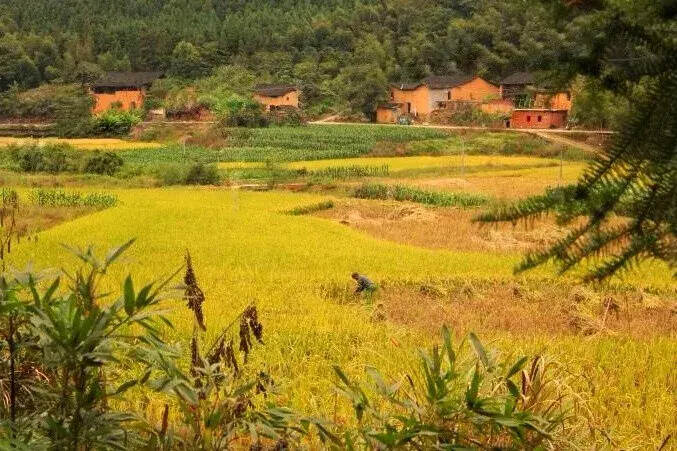 また、黄金の秋がやって来て、戻れぬのは、幼い頃に過ぎた時代です。