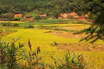 また、黄金の秋がやって来て、戻れぬのは、幼い頃に過ぎた時代です。