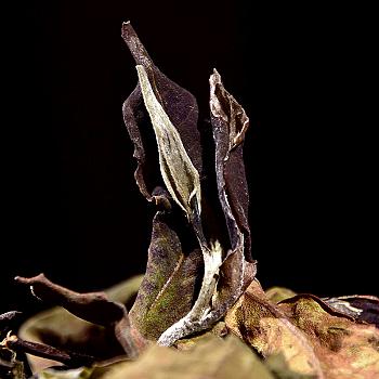 2024 Ancient Tree White Tea