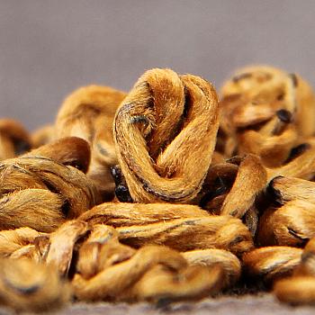 云南凤庆滇红金螺单芽蜜香金芽