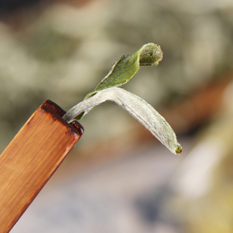 滇绿茶烘青翠茗春茶早春